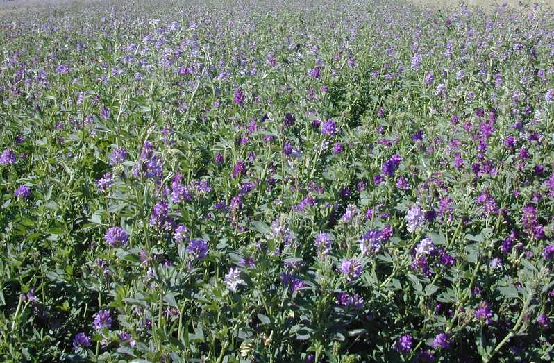 Lucerne Irrigated