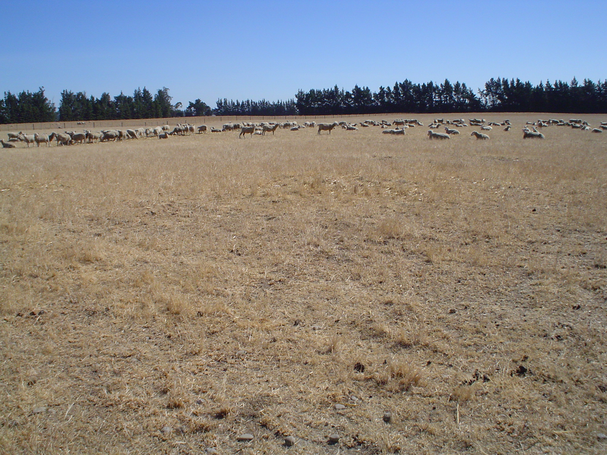 Sheep grazing grass pasture at Ashley Dene