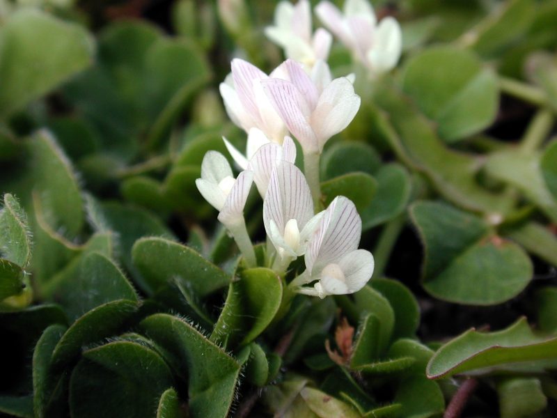 Subterranean clover flower