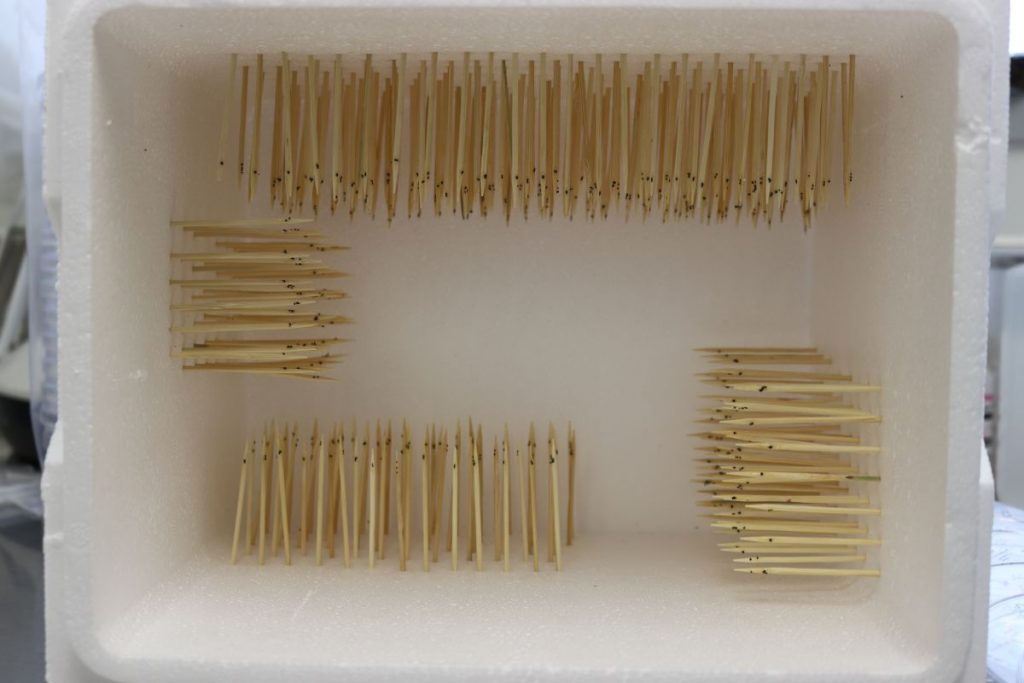 Toothpicks