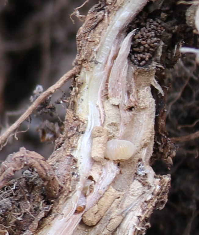 Clearwing moth larva