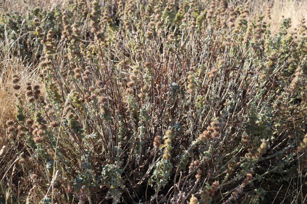 Bare horehound stems