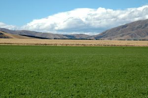 Intensification of hill and high country farming systems