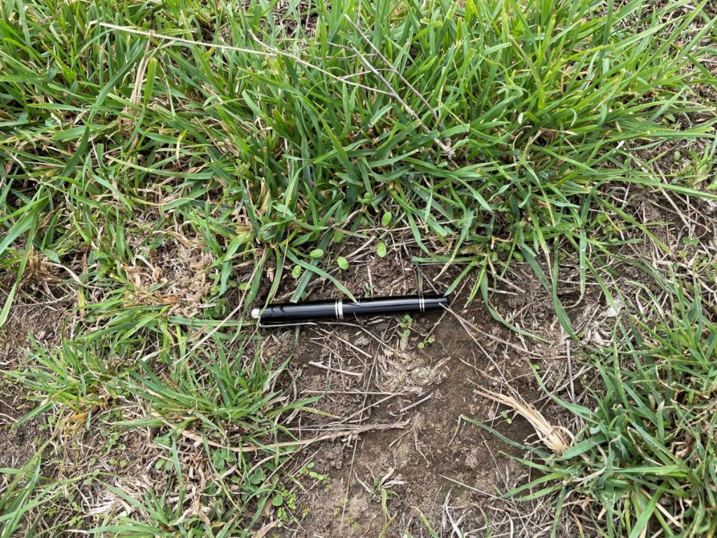 Photo of emerging sub clover seedlings in a cocksfoot based pasture. Photo provided by Andrew Johnson of Luisetti Seeds.