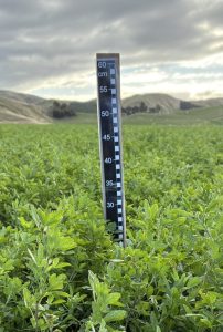 Phosphorus and Lucerne
